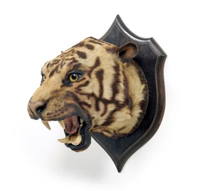 Lot 1403 - Tiger (Panthera tigris), Rowland Ward, circa 1930, head mount, with open jaw and forward gaze,...