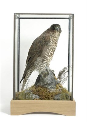 Lot 1404 - Gyr Falcon (Falco rusticolus), circa 2011, female, full mount, wearing ring no.IBR7365X, perched on