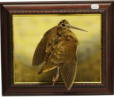 Lot 1405 - Woodcock (Scolopax rusticola), modern, full mount, set against a picture frame, 38cm by 45.5cm; and