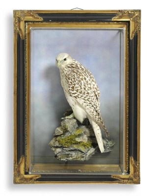 Lot 1409 - Gyr Falcon (Falco rusticolus), circa 2003, full mount, perched on moss encrusted faux rocks...