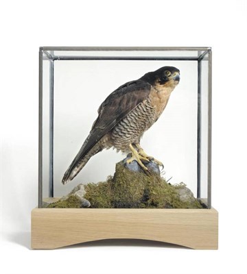 Lot 1410 - Hybrid Peregrine Falcon (Falco peregrinus x Falco pelegrinoides), 2011, female, full mount, perched