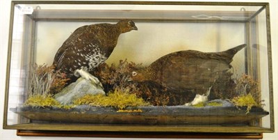 Lot 1411 - Red Grouse (Lagopus lagopus scotica), pair of full mounts, amongst faux rocks, heather and lichens