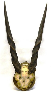 Lot 1414 - Eland (Taurotragus oryx), circa 1900, horns on cut frontlet, right horn 68cm, left horn 67.5cm, tip