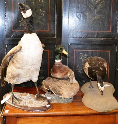 Lot 1415 - Canada Goose (Branta canadensis), modern, full mount, standing on pebble-strewn oval plinth,...