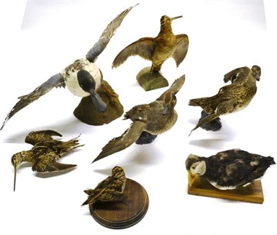 Lot 1416 - A Group of Seven Ducks, mainly modern, Sea and Wading, full mounts, including Woodcock, Teal,...