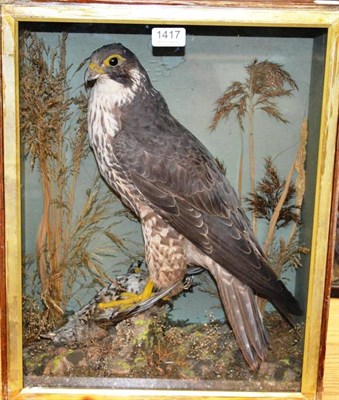 Lot 1417 - Buzzard (?) (Buteo buteo), circa 1890, full mount, perched on thrush prey amongst rocks and...