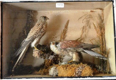 Lot 1419 - Kestrel (Falco tinnunculus), circa 1900, male and female full mounts, the male crouched on a...