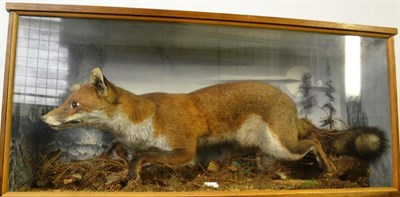 Lot 1420 - Fox (Vulpes vulpes), full mount, standing in hunting position, amongst forest floor and painted...