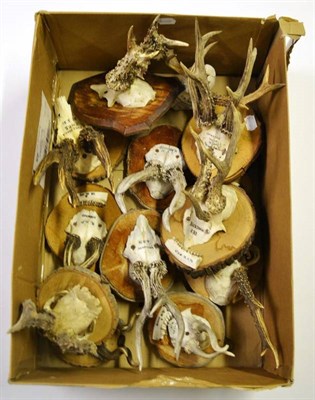 Lot 1423 - Roe Deer (Capreolus capreolus), circa 1972-83, fourteen peruke and abnormal antlers on...