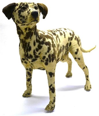 Lot 1427 - Dalmatian Dog, 1st half 20th century, full mount, in alert standing pose, 69cm high