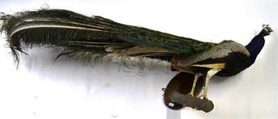 Lot 1428 - Peacock (Pavo cristatus), full mount, perched with folded tail feathers, in calling pose, on a...