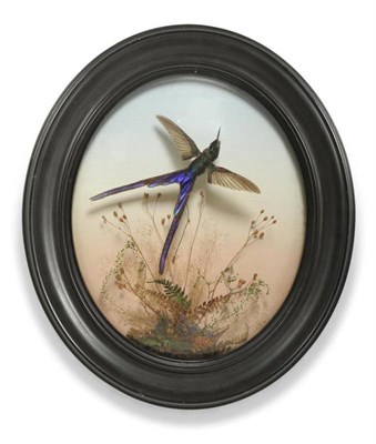 Lot 1429 - Swallowtail Humming Bird (Trochilus polytmus), James Gardner, Bird & Animal Preserver, 426...