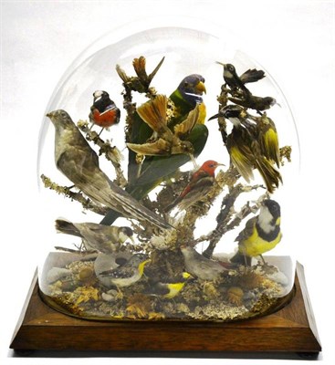 Lot 1430 - A Dome of Thirteen Australian and South American Tropical Birds, circa 1885, all full mounts,...