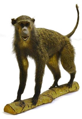 Lot 1431 - Baboon (Papio), circa 1960, full mount, stood on a branch with jaw open and gazing downwards,...