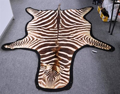 Lot 1432 - Burchell's Zebra (Equus quagga, circa 1960, skin rug, 270cm long, backed onto black felt with brass