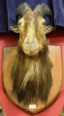 Lot 1434 - Himalayan Tahr (Hemitragus jemlahicus), Lewis Hutton, Bristol, circa 1900, right horn 30cm,...