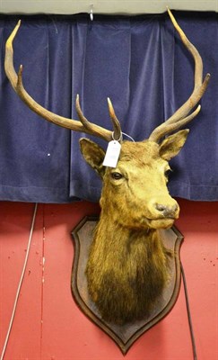 Lot 1435 - Red Deer (Cervus elaphus), Murrays, Carnforth, circa 1910, head mount turning slightly to  the...