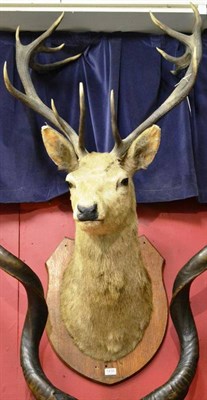 Lot 1438 - Red Deer (Cervus elaphus), 1913, shot by Lord George Campbell, head mount, 13 points (7+5),...