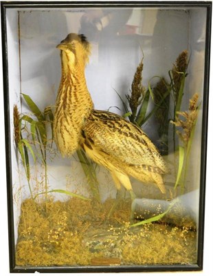 Lot 1439 - Bittern (Botaurus stellaris), attributed to T E Gunn of Norfolk, circa 1900, full mount, with...