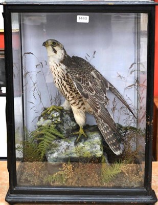 Lot 1440 - Greenland Falcon (Falco rusticolus), circa 1900, full mount, perched on mossy faux rocks with wings