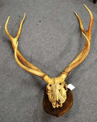 Lot 1447 - Indian Sambar (Cervus unicolor niger), circa 1910, antlers on upper skull, 6 points (3+3), on...