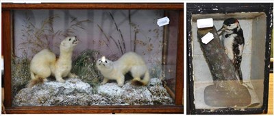 Lot 1243A - A Pair of Ermine, circa 1930, in winter coats, cased; and A Lesser Spotted Woodpecker, circa...