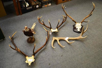 Lot 1251B - Red Deer (Cervus Elaphus); Three Antlers on Frontlet; One on shield; A Single Shed Antler; and...