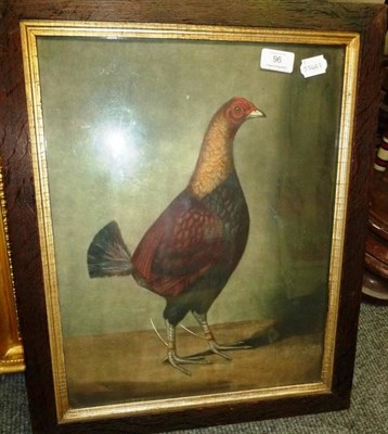 Lot 96 - English School 19th Century - Portrait of a Black Breasted Dark Red Fighting Cock, wearing...