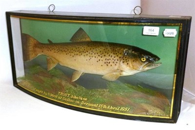 Lot 164 - A Fine Cooper Brown Trout, preserved and mounted in a naturalistic setting, in an ebonised bow...