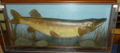 Lot 196 - A Pike, preserved and mounted in a naturalistic setting, with painted backdrop, in a glazed...