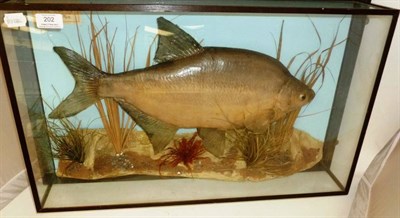 Lot 202 - A Cased Bream, preserved and mounted in a naturalistic setting amidst reeds and grasses,...