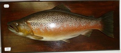 Lot 205 - Two Modern Half Block Models of Brown Trout, mounted on wooden boards, circa 1992 and 1994,...