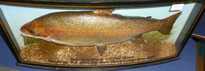 Lot 214 - A Rainbow Trout, preserved and mounted in a naturalistic setting, with painted backdrop,...