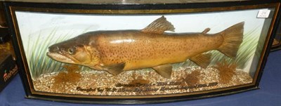 Lot 216 - A Brown Trout, preserved and mounted in a naturalistic setting, with painted backdrop, inscribed in