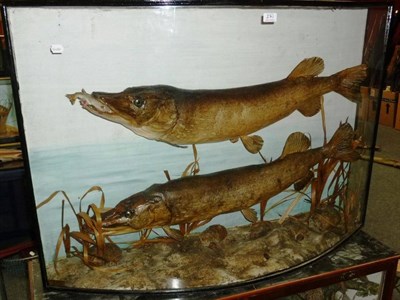 Lot 271 - A Pair of Cased Pike, Curtis, East End, Holbeach, early 20th century, the upper fish consuming...