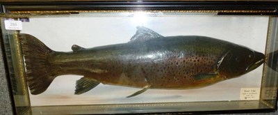 Lot 286 - A Malloch Brown Trout, preserved and mounted, labelled 'Trout 7lbs Caught on Loch Rannoch 27th June