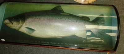 Lot 287 - A Fine and Important Cased Malloch Cast of a Male Salmon, inscribed 'Male Salmon 55lbs, Caught with