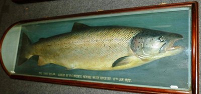 Lot 288 - A Fine Cased Malloch Cast of a Bull Trout, inscribed 'Bull Trout 33 1/2lbs, Caught by...