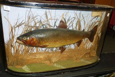 Lot 290 - A Brown Trout, preserved and mounted in a naturalistic setting, labelled 'Trout Caught by John...