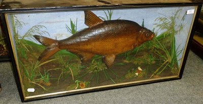 Lot 291 - A Bream, preserved and mounted in a naturalistic setting, with painted backdrop, no labels, in...