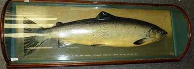 Lot 292 - A Fine Cast of a Salmon, possibly by Malloch, inscribed 'Caught by Miss Fiona Macbeth...
