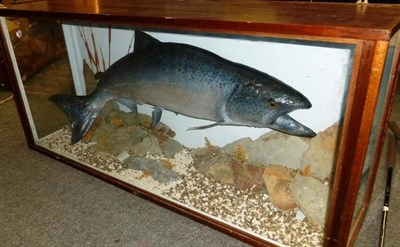 Lot 304 - A Cased Salmon, preserved and mounted amidst rocks and pebbles, no labels, in a glazed case, length