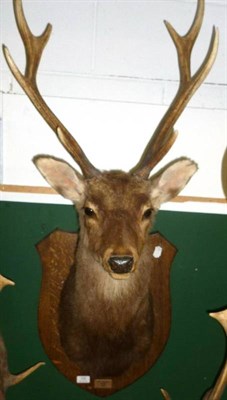 Lot 326 - Sika Deer (Cervus nippon), shot Stobo, 2002, shoulder mount, 8 points, right antler 52cm, left...
