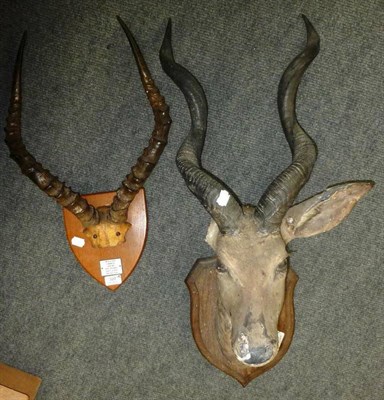 Lot 327 - Impala (Aepyceros melampus), horns on cut frontlet, on oak shield with title plaque Impala Ram,...