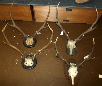Lot 329 - Four Red Deer Antlers, on wooden shields