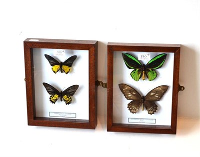 Lot 330 - Butterflies: Male and Female of Each Species, comprising Ornithoptera priamus demophanes -...