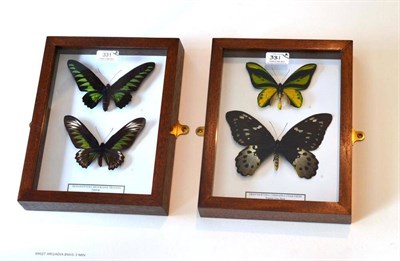 Lot 331 - Butterflies: Male and Female of Each Species, comprising Ornithoptera chimaera charybidis - Western