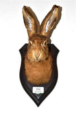 Lot 334 - Brown Hare (Lepus europaeus), 1968, by Rowland Ward, head mount, on original oak shield...