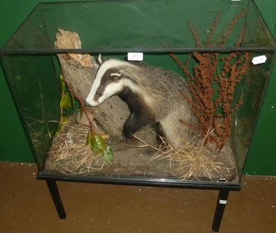 Lot 335 - Badger (Meles meles), late 20th century, full mount, juvenile, posed on its haunches leaning on...