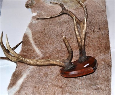 Lot 336 - Red Deer (Cervus elaphus hippelaphus), circa 1920, antlers on shield, 9 points, right antler...